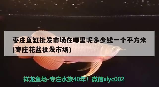 棗莊魚缸批發(fā)市場在哪里呢多少錢一個(gè)平方米(棗莊花盆批發(fā)市場)（棗莊魚缸批發(fā)市場在哪里）
