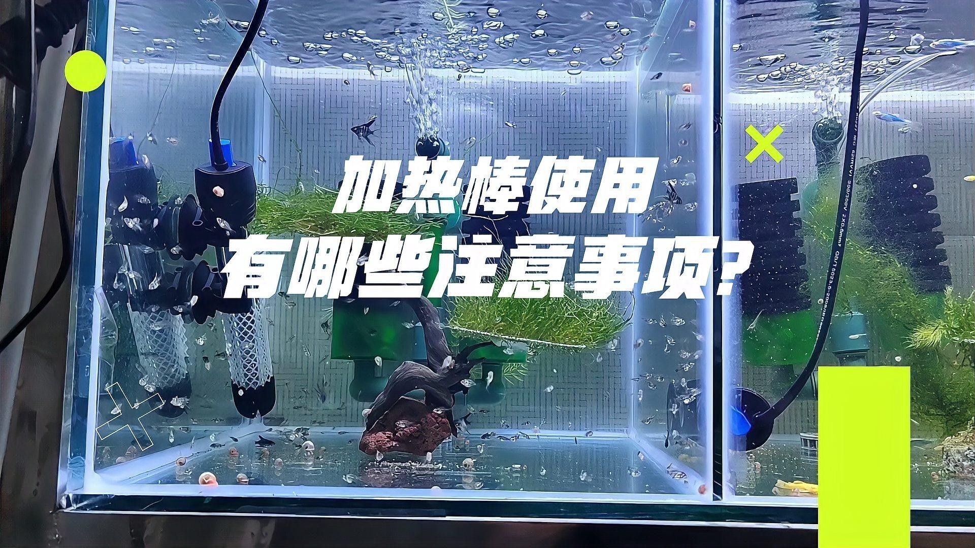 使用加熱棒時(shí)需要注意哪些事項(xiàng)（魚樂(lè)閣,魚缸加熱棒安全使用注意事項(xiàng)魚缸加熱棒安全使用注意事項(xiàng)）