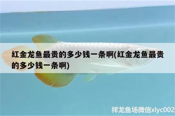 紅龍魚顏色變黑怎么辦啊(黑色魚變成紅色怎么辦)（紅金龍魚最貴的多少錢一條）
