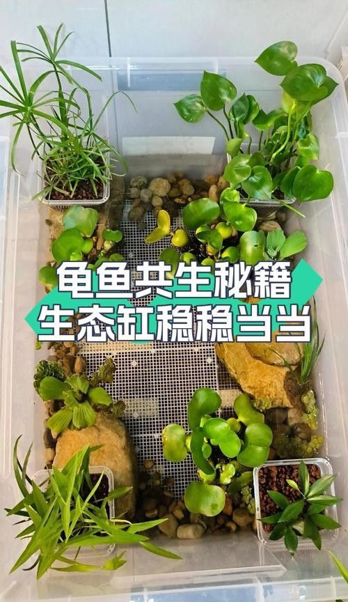 推薦一些與黃頭側(cè)頸龜混養(yǎng)的植物
