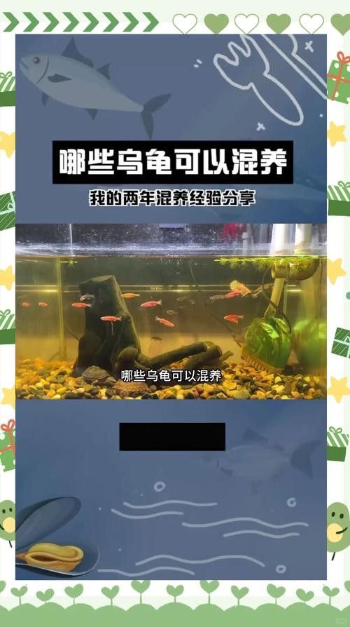 推薦一些與黃頭側(cè)頸龜混養(yǎng)的植物