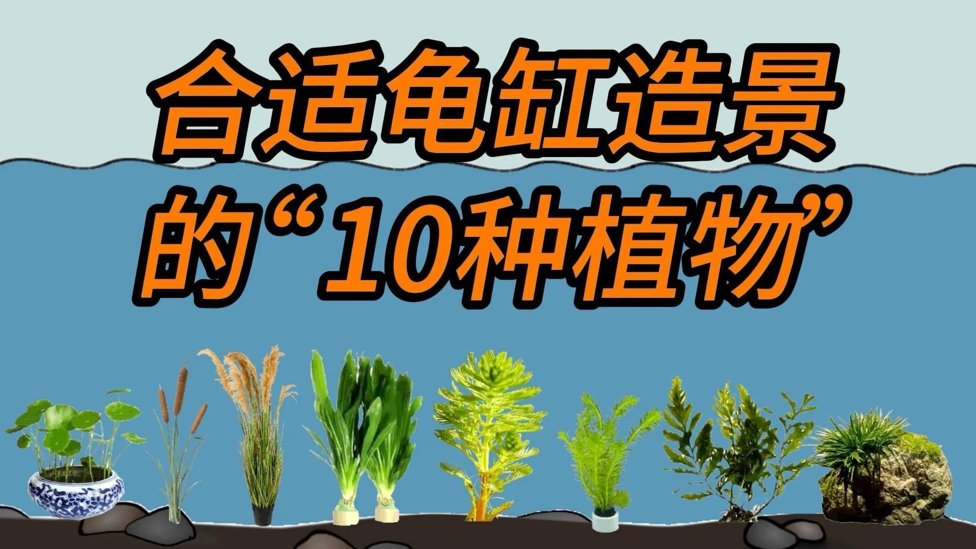 推薦一些與黃頭側(cè)頸龜混養(yǎng)的植物