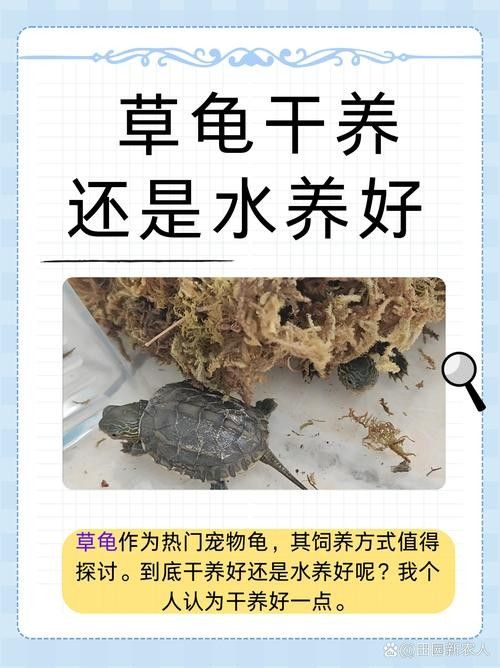 推薦一些與黃頭側(cè)頸龜混養(yǎng)的植物
