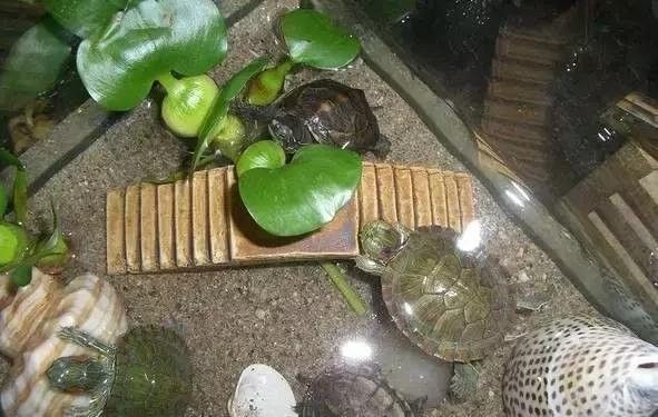 推薦一些與黃頭側(cè)頸龜混養(yǎng)的植物