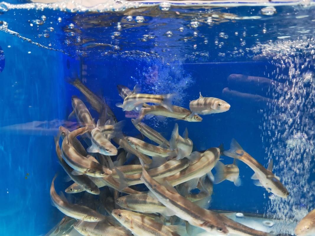 保靖哪個水族館龍魚好？祥龍魚場龍魚（保靖縣祥龍魚場）