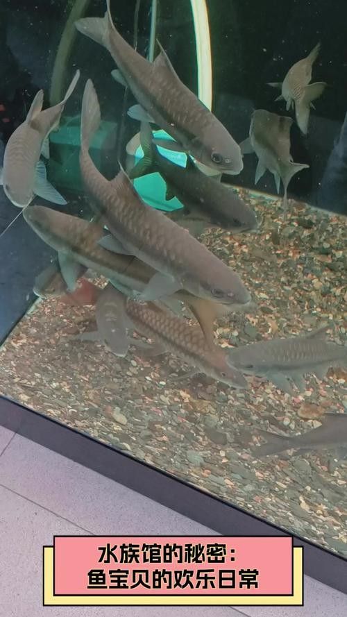 保靖哪個水族館龍魚好？祥龍魚場龍魚（保靖縣祥龍魚場）