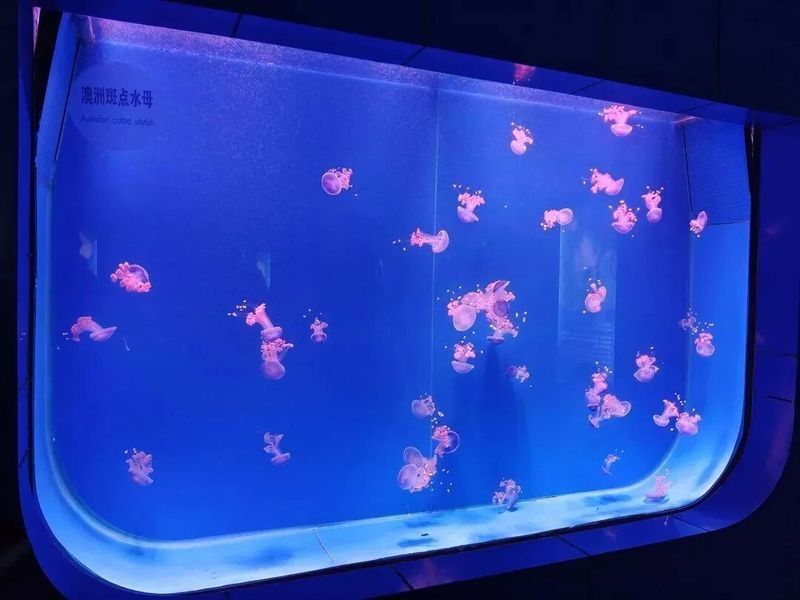 長春市龍魚交流群活躍嗎？（長春市龍魚交流群活躍度如何評估？）