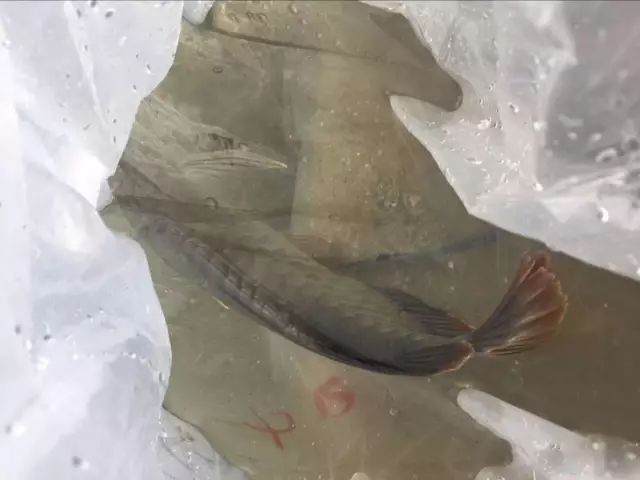 長春市龍魚交流群活躍嗎？（長春市龍魚交流群活躍度如何評估？）