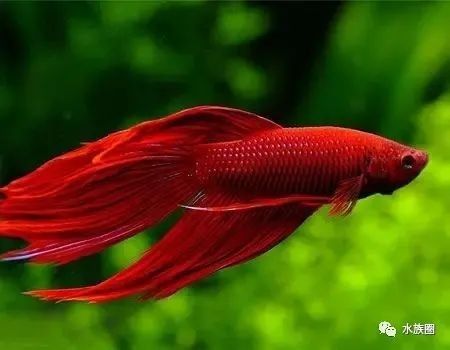 長春市龍魚交流群活躍嗎？（長春市龍魚交流群活躍度如何評估？）