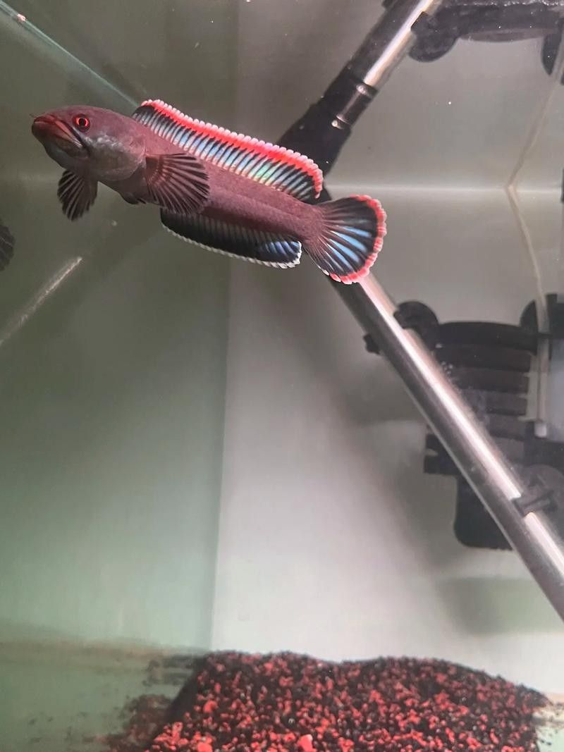 火背雷龍魚多久喂一次（火背雷龍魚喂養火背雷龍魚的喂食頻率和喂食頻率調整）
