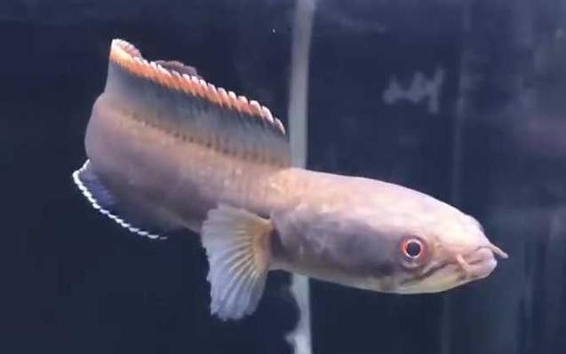 火背雷龍魚多久喂一次（火背雷龍魚喂養火背雷龍魚的喂食頻率和喂食頻率調整）