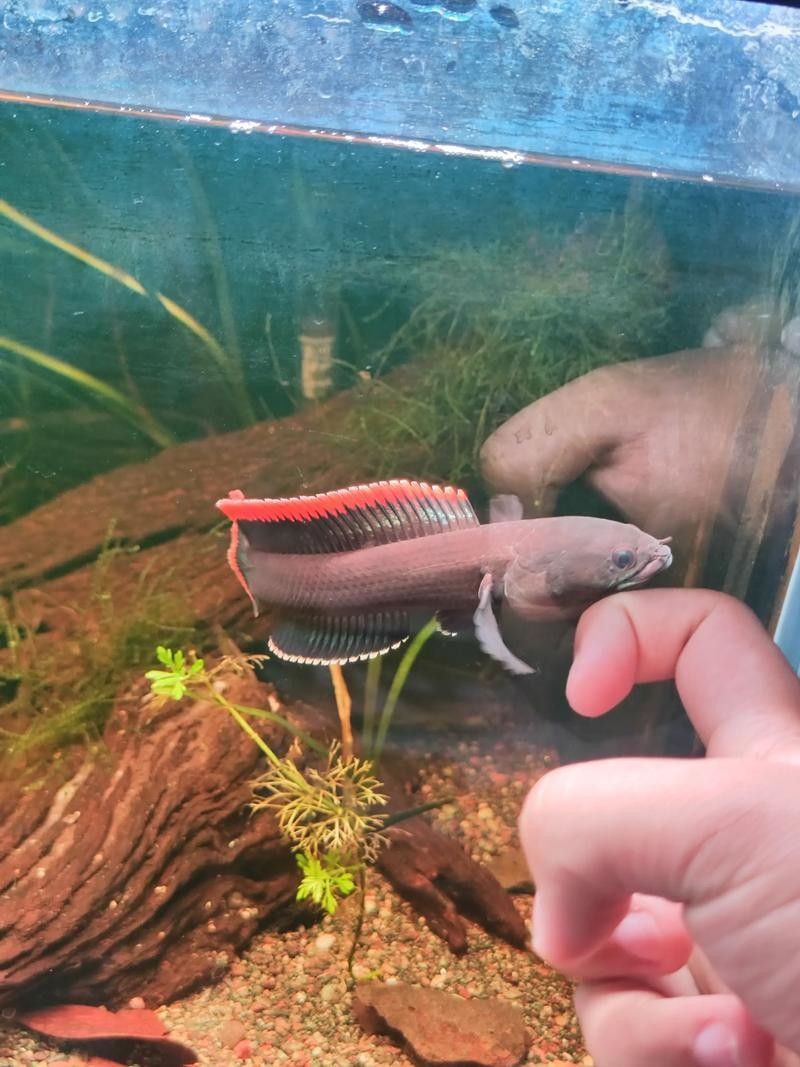 火背雷龍魚多久喂一次（火背雷龍魚喂養火背雷龍魚的喂食頻率和喂食頻率調整）