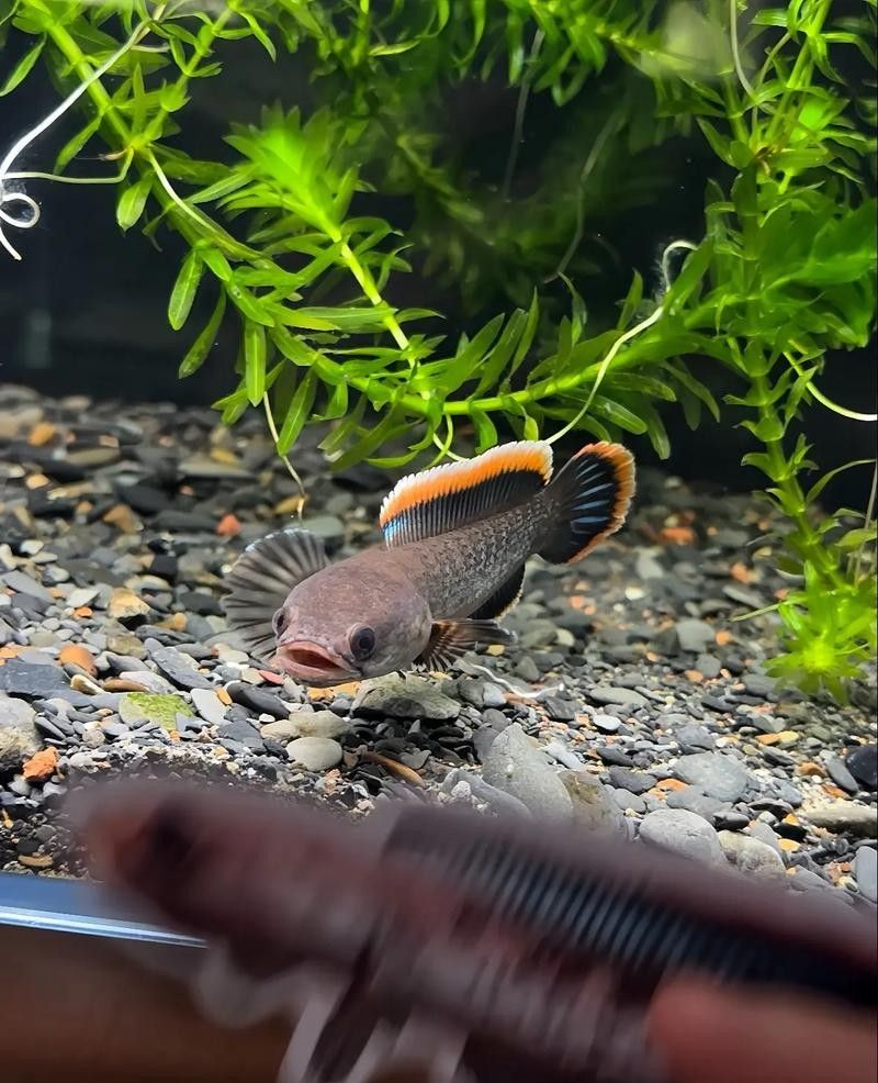 火背雷龍魚多久喂一次（火背雷龍魚喂養火背雷龍魚的喂食頻率和喂食頻率調整）