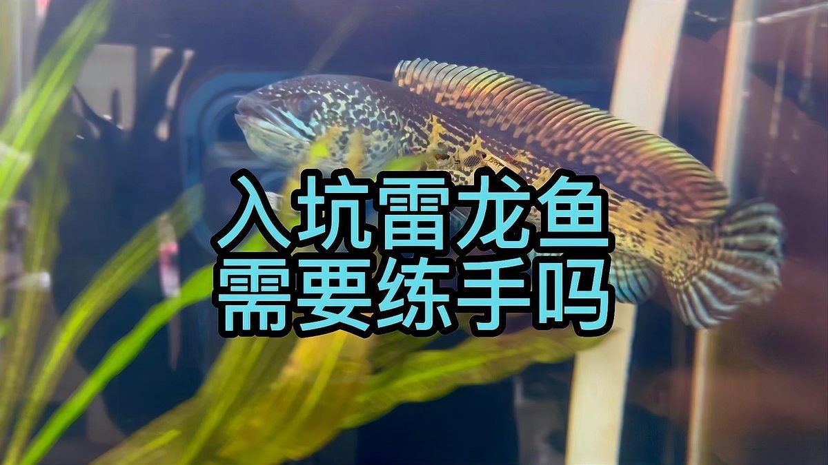 雷龍魚適合新手養(yǎng)嗎？（雷龍魚適合新手養(yǎng)殖嗎）