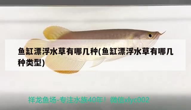 羅漢魚(yú) 魚(yú)缸漂浮水草有哪幾種(魚(yú)缸漂浮水草有哪幾種類(lèi)型)(魚(yú)缸漂浮水草有哪幾種) 觀賞魚(yú)百科 魚(yú)缸漂浮水草有哪幾種(魚(yú)缸漂浮水草有哪幾種類(lèi)型)(魚(yú)缸漂浮水草有哪幾種) 魚(yú)缸漂浮水草有哪幾種(魚(yú)缸漂浮水草有哪幾種類(lèi)型)(魚(yú)缸漂浮水草有哪幾種) 觀賞魚(yú)百科