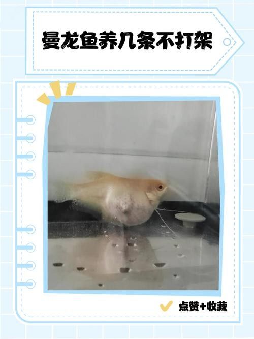 曼龍魚成魚繁殖期應該喂什么（曼龍魚的飼養與繁殖技巧全解析）