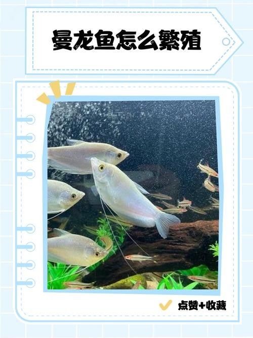 曼龍魚成魚繁殖期應該喂什么（曼龍魚的飼養與繁殖技巧全解析）