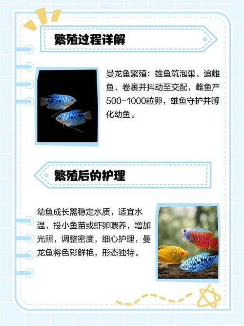 曼龍魚成魚繁殖期應該喂什么（曼龍魚的飼養與繁殖技巧全解析）