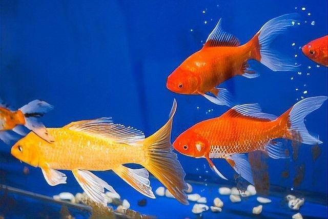 紅龍魚泡藥后多久換水？（養魚大全，魚缸下藥后幾天換水）