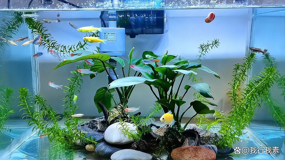 紅龍魚泡藥后多久換水？（養魚大全，魚缸下藥后幾天換水）