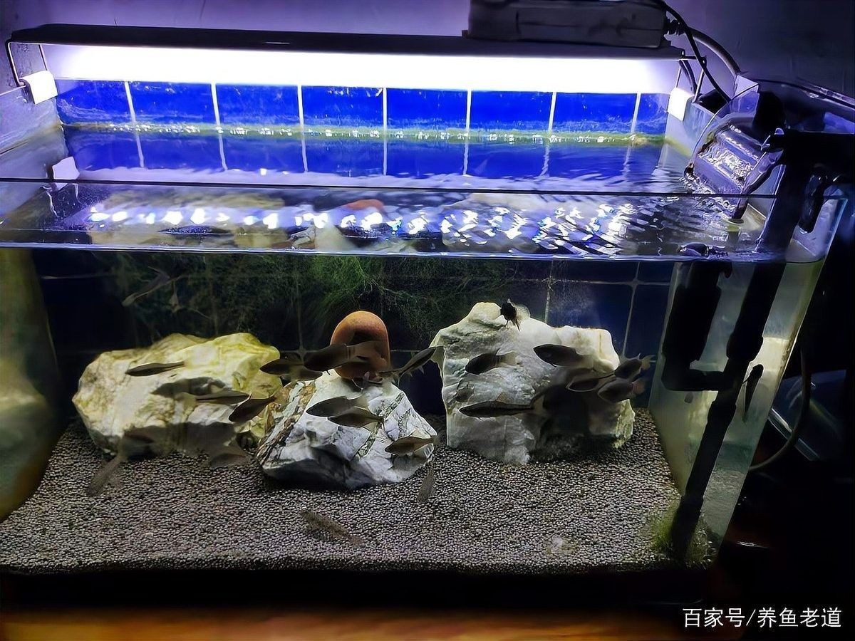 紅龍魚泡藥后多久換水？（養魚大全，魚缸下藥后幾天換水）