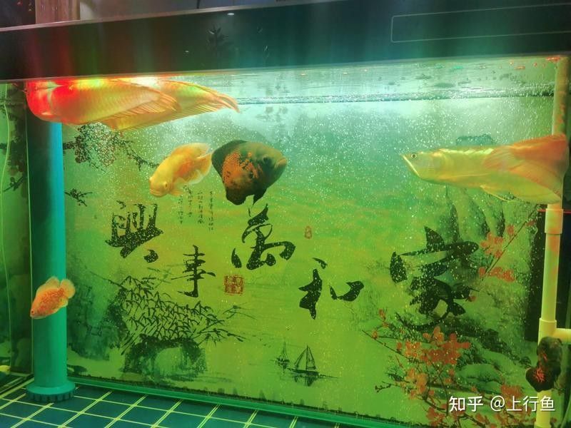 紅龍魚泡藥后多久換水？（養魚大全，魚缸下藥后幾天換水）