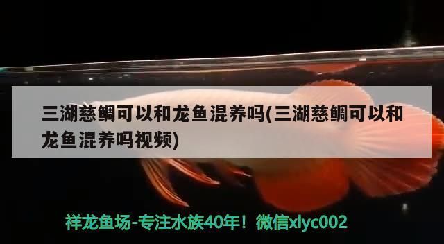 三湖慈鯛可以和龍魚混養嗎(三湖慈鯛可以和龍魚混養嗎視頻)（三湖慈鯛可以和曼龍魚混養嗎）
