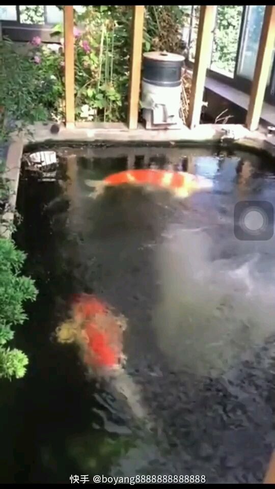 松原水族館轉(zhuǎn)發(fā)大神魚(yú)池（松原水族館成功引入資深的魚(yú)類(lèi)養(yǎng)殖專(zhuān)家）