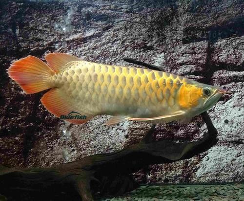 如何獲取高清的野生龍魚(yú)圖片？（如何拍出高清的野生龍魚(yú)圖片）