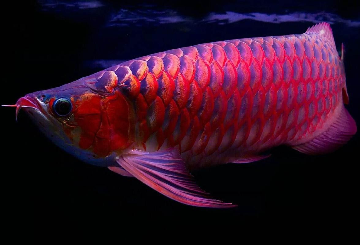 如何獲取高清的野生龍魚(yú)圖片？（如何拍出高清的野生龍魚(yú)圖片）