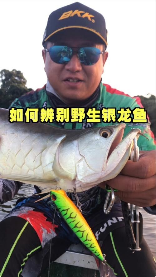 如何獲取高清的野生龍魚(yú)圖片？（如何拍出高清的野生龍魚(yú)圖片）