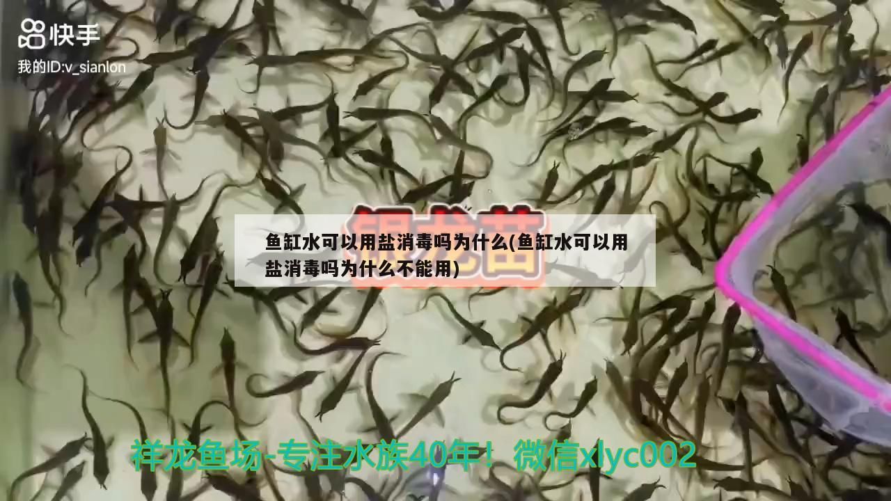 魚缸水可以用鹽消毒嗎為什么(魚缸水可以用鹽消毒嗎為什么不能用)（魚缸水可以使用鹽消毒嗎）