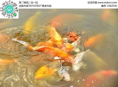 觀賞魚交流軟件（觀賞魚交流平臺推薦）