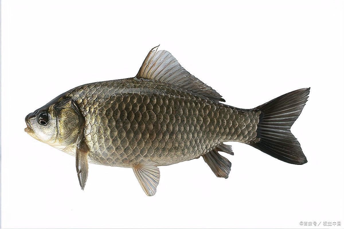 金龍魚水溫過高會有什么癥狀（金龍魚水溫過高或過低會有什么影響）