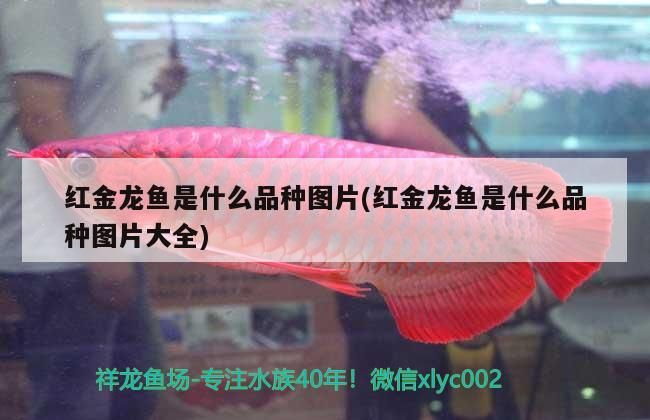 紅金龍魚是什么品種圖片(紅金龍魚是什么品種圖片大全)