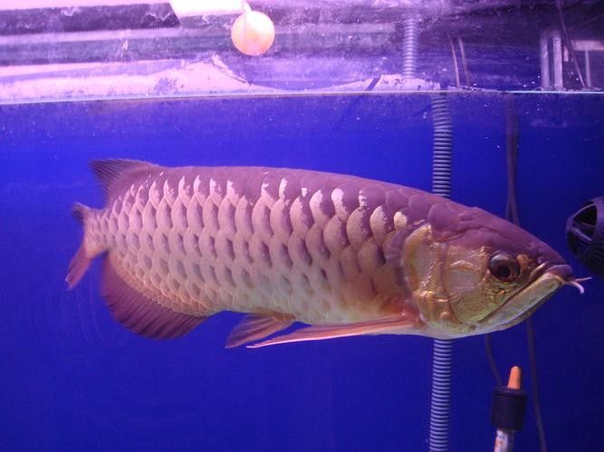 給我一些寶石龍魚的圖片