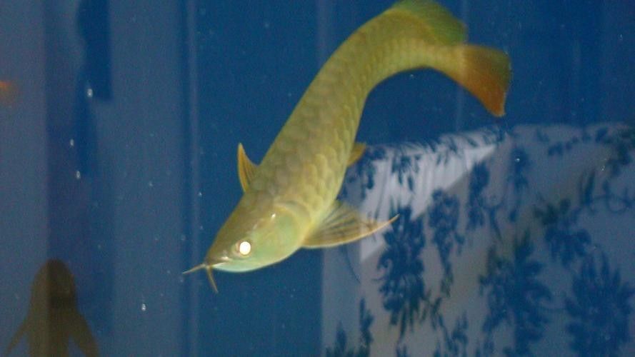 給我一些寶石龍魚的圖片