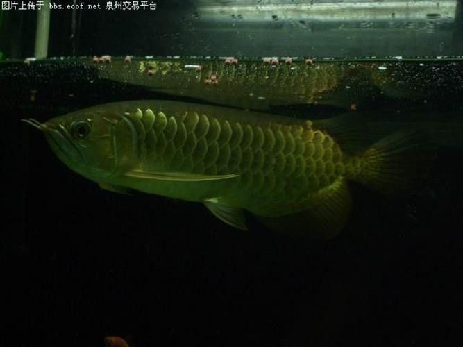 給我一些寶石龍魚的圖片