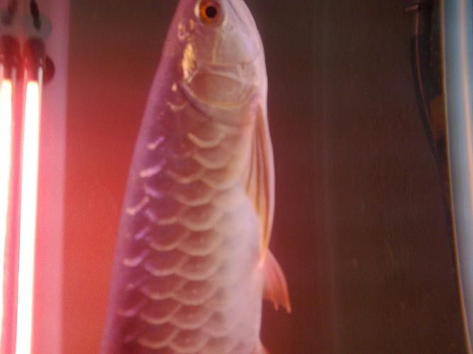 給我一些寶石龍魚的圖片