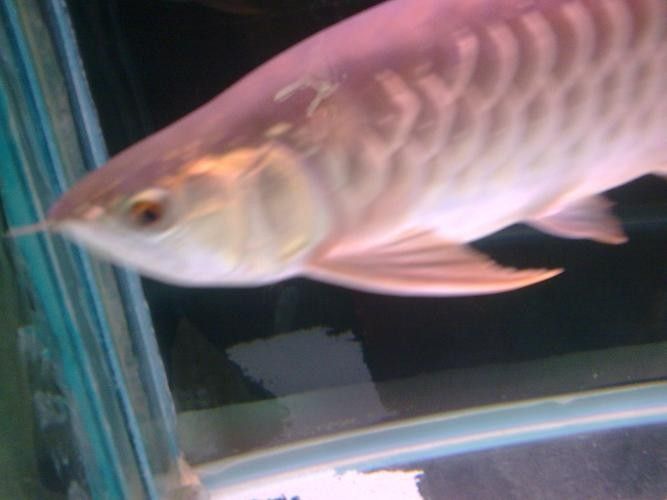 給我一些寶石龍魚的圖片