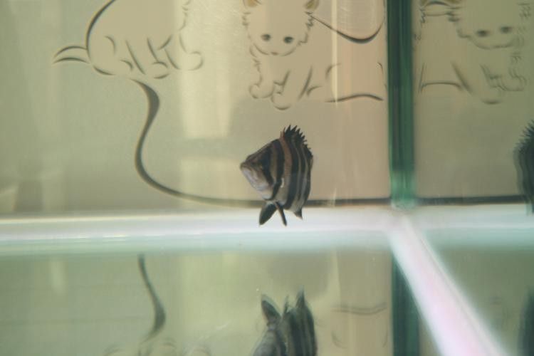 給我一些寶石龍魚的圖片