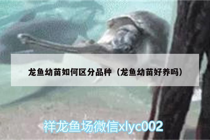 龍魚幼苗如何區分品種（龍魚幼苗好養嗎）（如何挑選紅龍魚幼苗）