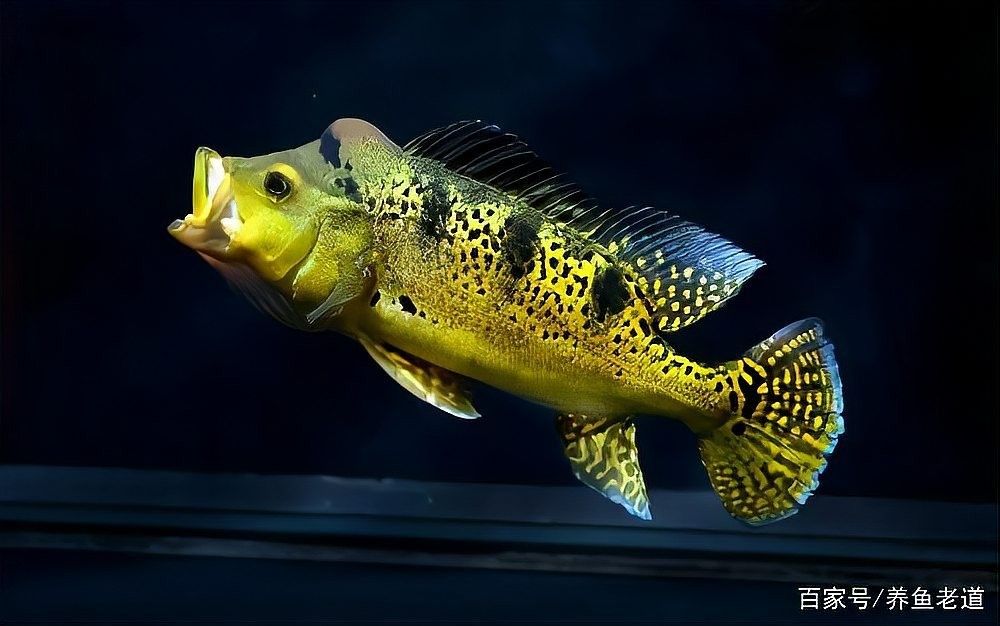 普通燈對龍魚發色有影響嗎