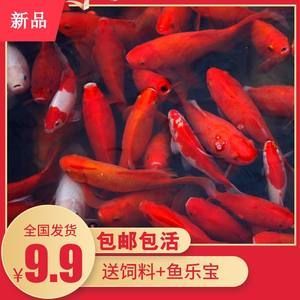 龍魚養(yǎng)成記（龍魚養(yǎng)成記之龍魚養(yǎng)成記）