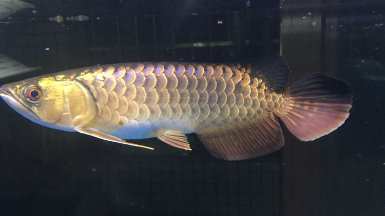 龍魚養(yǎng)成記（龍魚養(yǎng)成記之龍魚養(yǎng)成記）