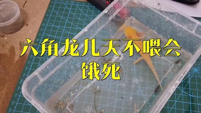 六角恐龍魚多久不吃東西會死（六角恐龍魚一般多久喂一次食物養寵小能手）