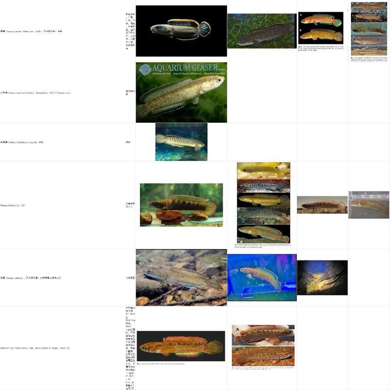 給我一些雷龍魚的照片（關于雷龍魚的圖片資源推薦）