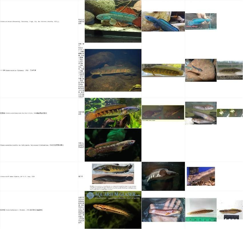 給我一些雷龍魚的照片（關于雷龍魚的圖片資源推薦）