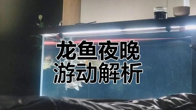 龍魚一直在下面游怎么辦