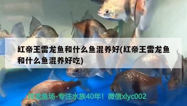 紅帝王雷龍魚和什么魚混養(yǎng)好(紅帝王雷龍魚和什么魚混養(yǎng)好吃)